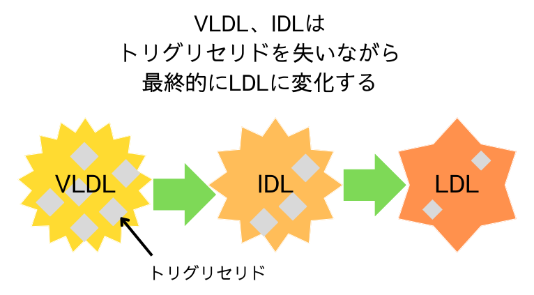 VLDL、IDL、LDLなどのリポタンパク質の構成成分と変化の過程の説明