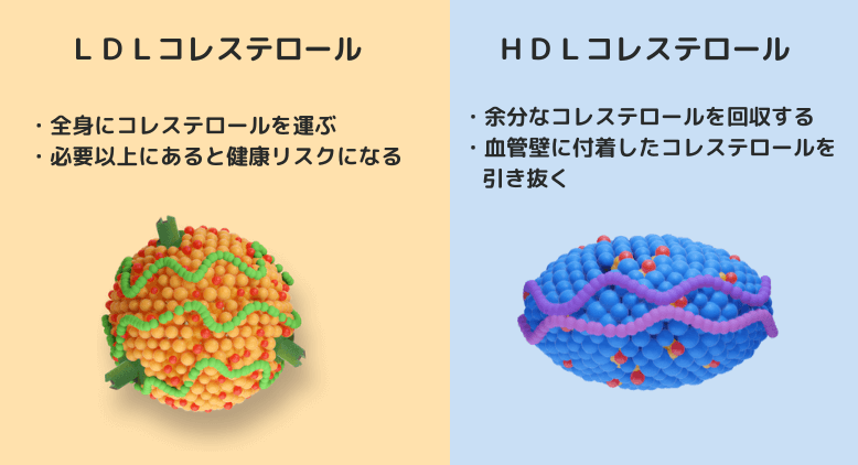 LDLコレステロールとHDLコレステロールの違い